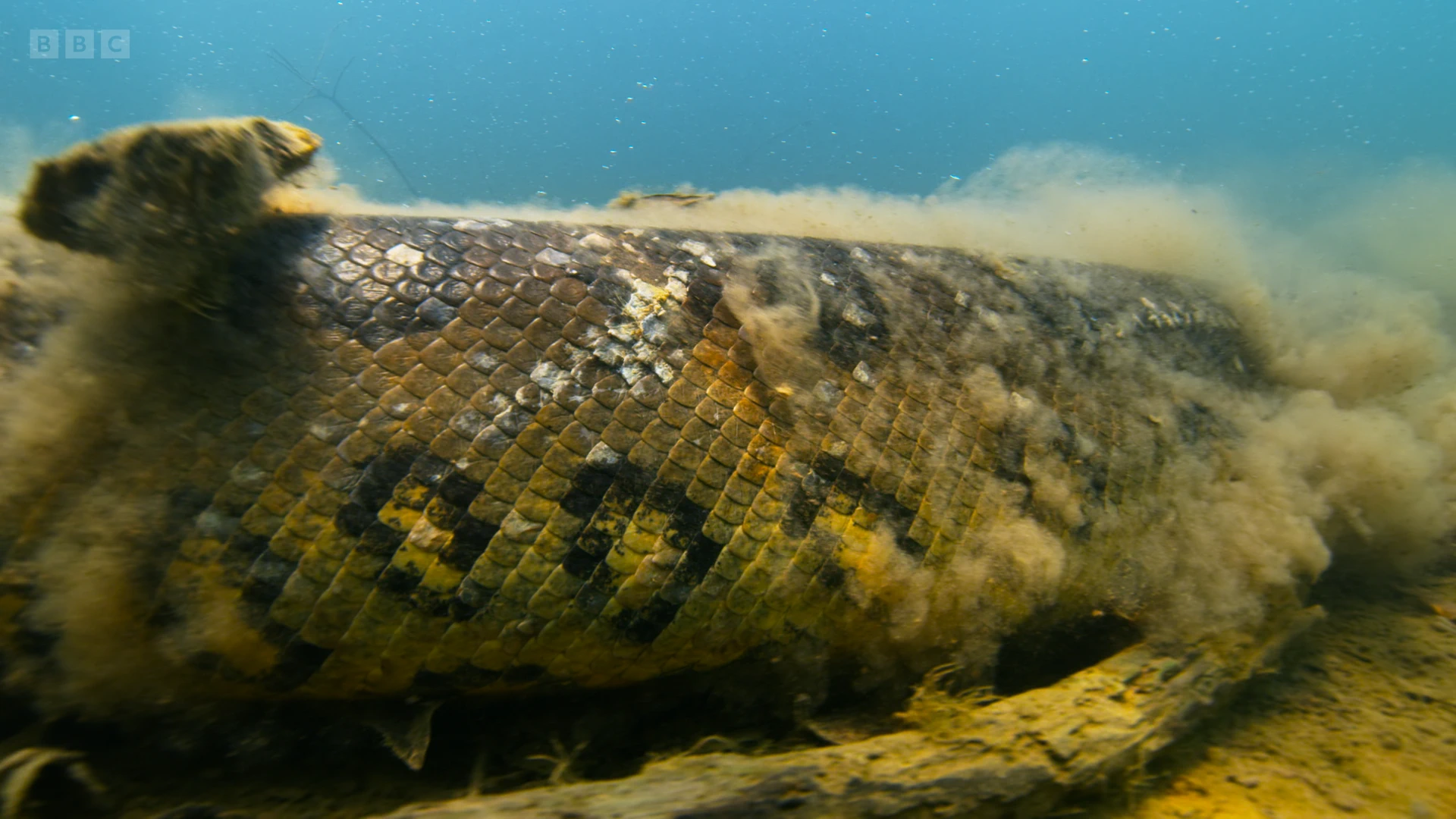 Green anaconda (Eunectes murinus) as shown in Seven Worlds, One Planet - South America
